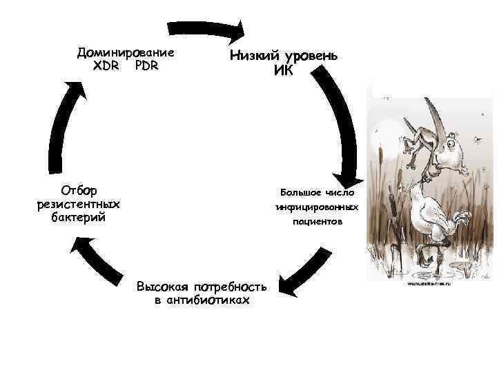 Доминирование XDR PDR Низкий уровень ИК Отбор резистентных бактерий Большое число инфицированных пациентов Высокая