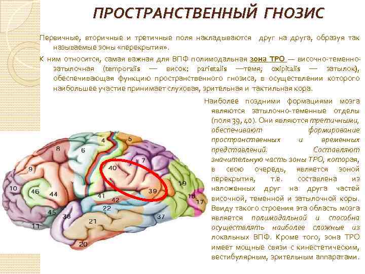 Локализация психических функций в мозге. Зоны мозга нейропсихология. Пространственный Гнозис. Первичные зоны головного мозга. Мозговая организация высших психических функций.