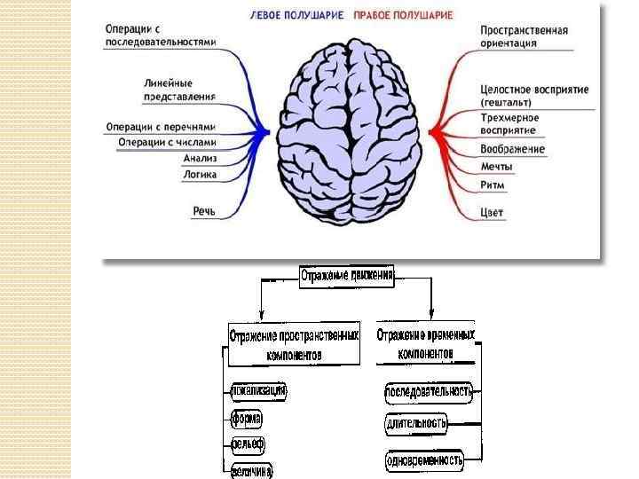 Решение brain. Мозговая организация процесса письма. Организация мозга. Структурная организация головного мозга. Мозговая организация речи.