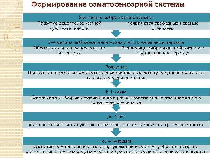 Формирование соматосенсорной системы 8 -й неделя эмбриональной жизни. Развитие рецепторов кожной появляются свободные нервные