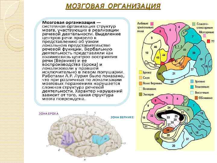 Какие науки изучают работу мозга. Локализация речевых функций в коре головного мозга. Функциональные части коры головного мозга. Мозговая организация психической деятельности. Речевые структуры в головном мозге.