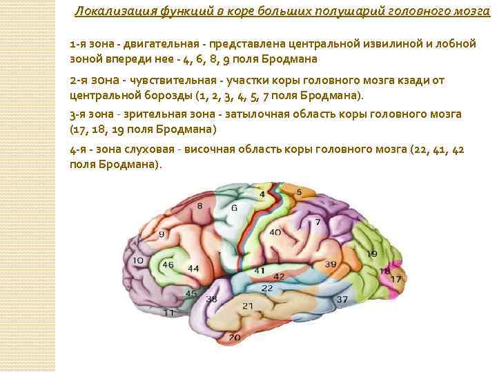 Уровень организации мозга
