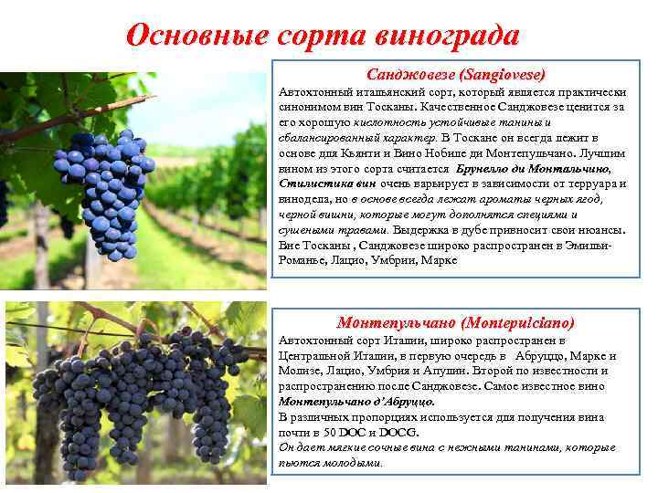 Основные сорта винограда Санджовезе (Sangiovese) Автохтонный итальянский сорт, который является практически синонимом вин Тосканы.