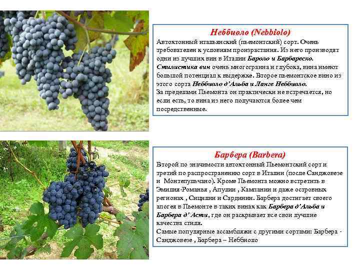 Сорт винограда матадор фото и описание