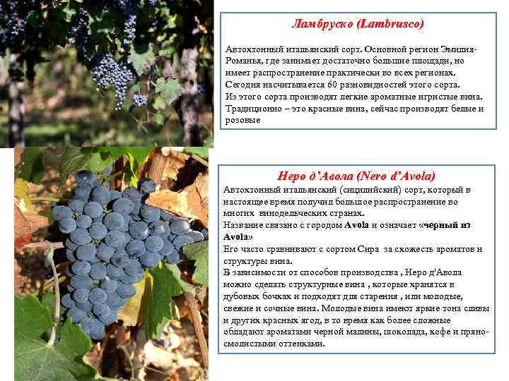 Ламбруско (Lambrusco) Автохтонный итальянский сорт. Основной регион Эмилия. Романья, где занимает достаточно большие площади,