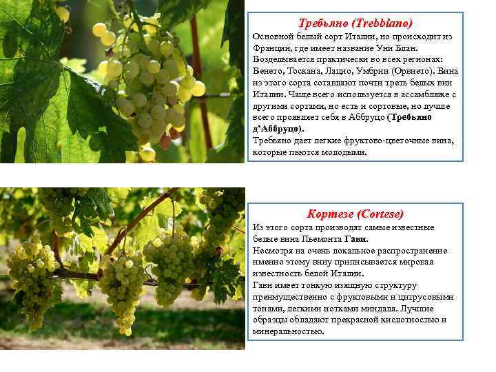 Требьяно (Trebbiano) Основной белый сорт Италии, но происходит из Франции, где имеет название Уни