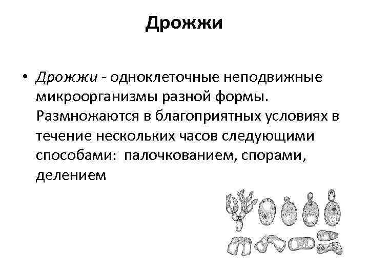 Дрожжи • Дрожжи - одноклеточные неподвижные микроорганизмы разной формы. Размножаются в благоприятных условиях в