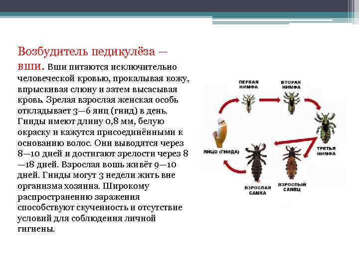 Возбудитель педикулёза — вши. Вши питаются исключительно человеческой кровью, прокалывая кожу, впрыскивая слюну и