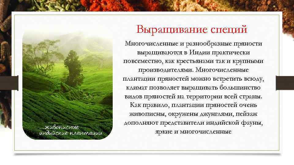 Выращивание специй …живописные индийские плантации Многочисленные и разнообразные пряности выращиваются в Индии практически повсеместно,