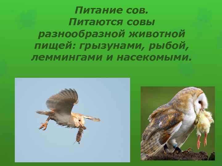 Питание сов. Питаются совы разнообразной животной пищей: грызунами, рыбой, леммингами и насекомыми. 