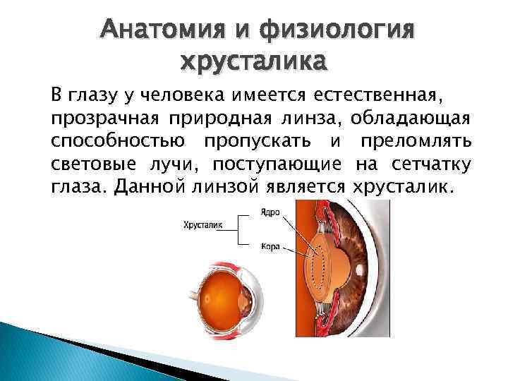 Анатомия и физиология хрусталика В глазу у человека имеется естественная, прозрачная природная линза, обладающая