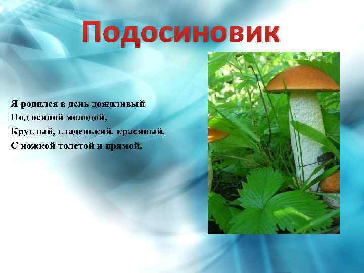 Подосиновик Я родился в день дождливый Под осиной молодой, Круглый, гладенький, красивый, С ножкой