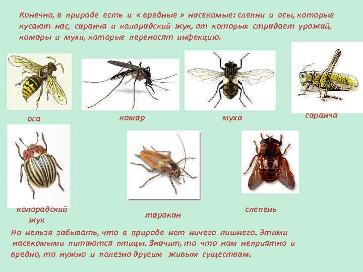 Конечно, в природе есть и « вредные » насекомые: слепни и осы, которые кусают