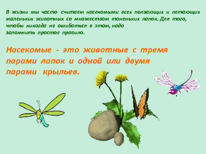 В жизни мы часто считаем насекомыми всех ползающих и летающих маленьких животных со множеством
