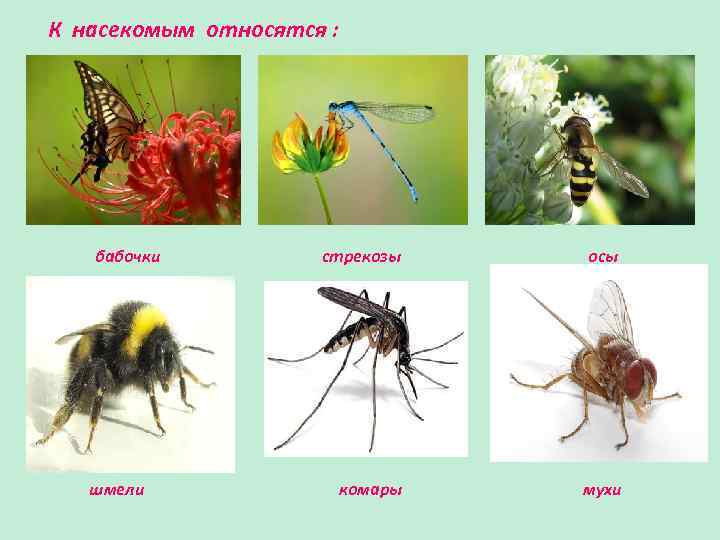 Какое насекомое неполное. К насекомым относятся. Кто относится к насекомым. Кто относиться к насткомам. Насекомые к ним относятся.