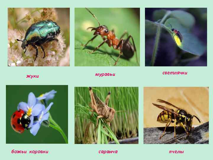 жуки божьи коровки муравьи саранча светлячки пчелы 