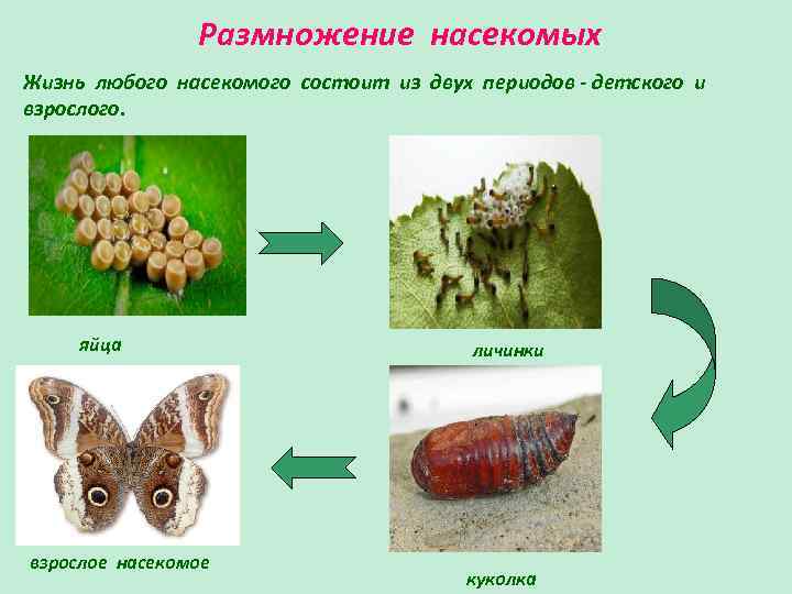 Размножение насекомых Жизнь любого насекомого состоит из двух периодов - детского и взрослого. яйца