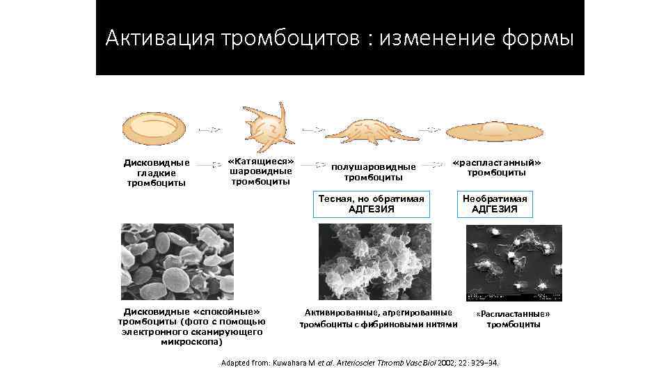 Активация тромбоцитов : изменение формы «Катящиеся» Rolling шаровидные ball-shaped тромбоциты platelet Дисковидные «спокойные» тромбоциты