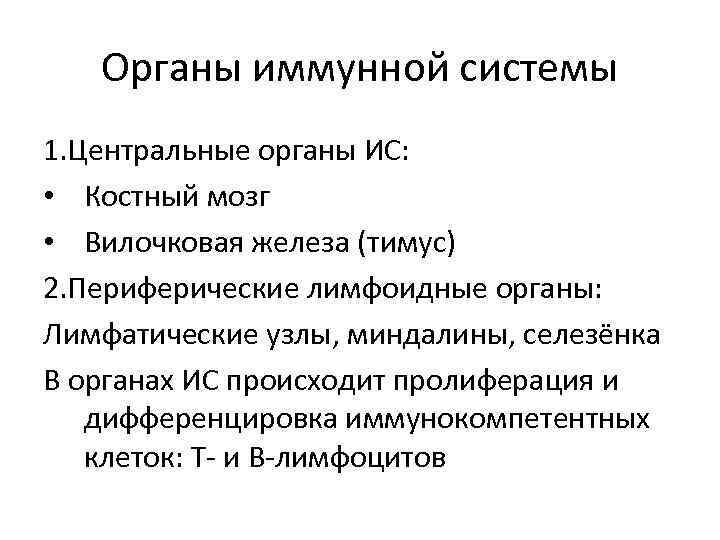 Органы иммунной системы 1. Центральные органы ИС: • Костный мозг • Вилочковая железа (тимус)