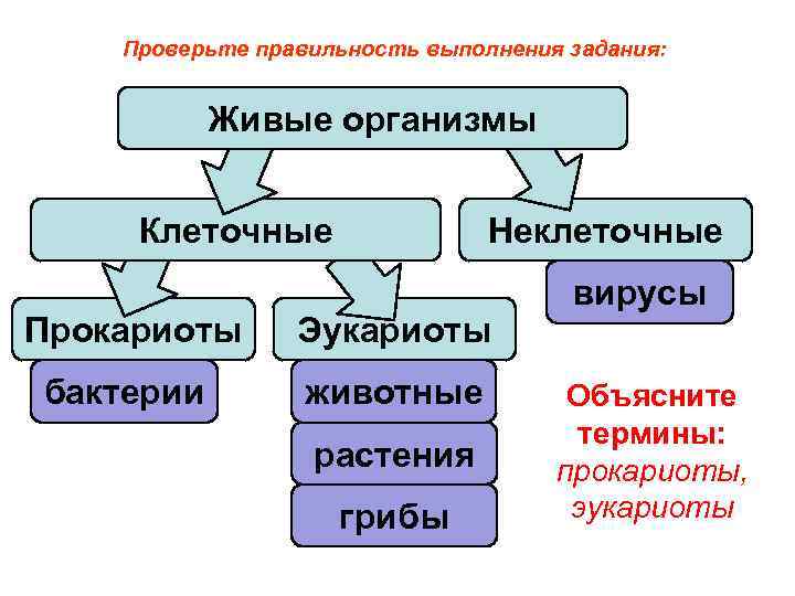 Проверьте правильность выполнения задания: Живые организмы Клеточные Неклеточные Прокариоты Эукариоты бактерии животные растения грибы