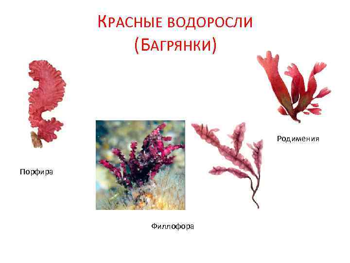 Красные водоросли впр. Порфира Филлофора. Красные водоросли Филлофора. Филлофора порфира родимения. Родимения водоросль строение.