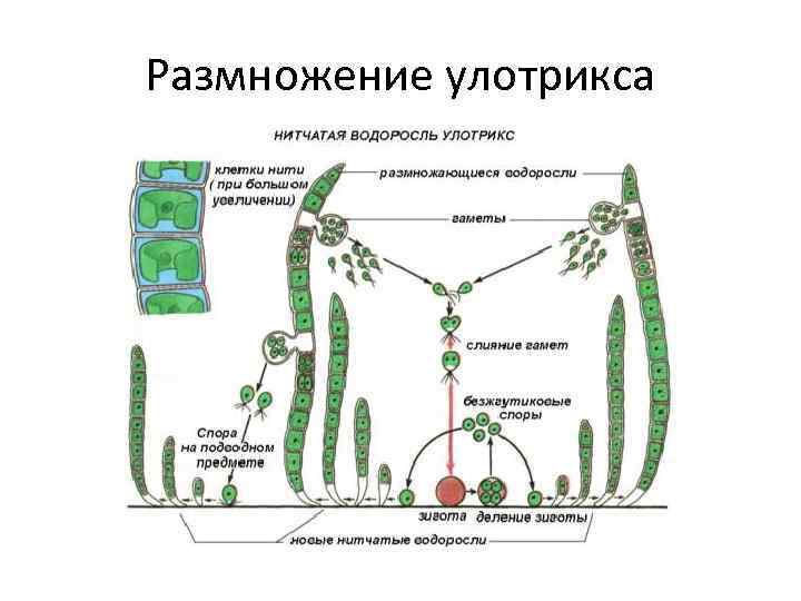 Размножение улотрикса рисунок