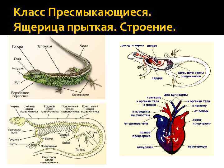 Внутреннее строение пресмыкающихся презентация