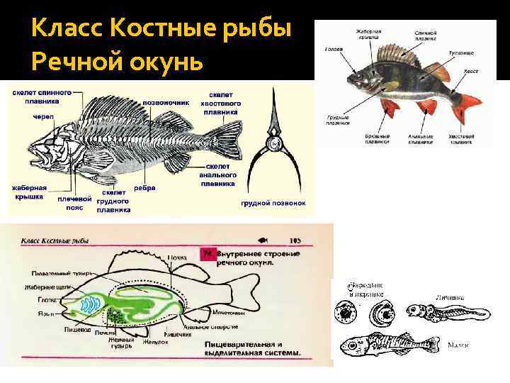 Схема костной рыбы