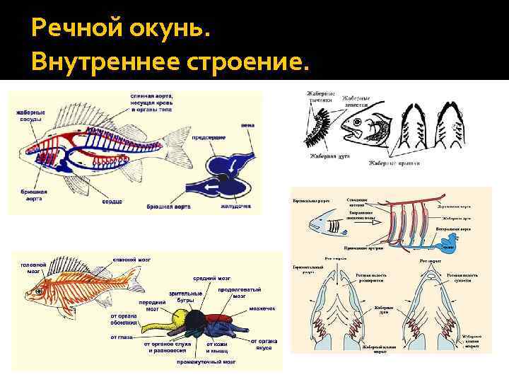 Хордовые рыбы. Внутреннее строение речного окуня. Общий план строения пищеварительной системы хордовых. Системы органов у хордовых таблица. Речной окунь строение.