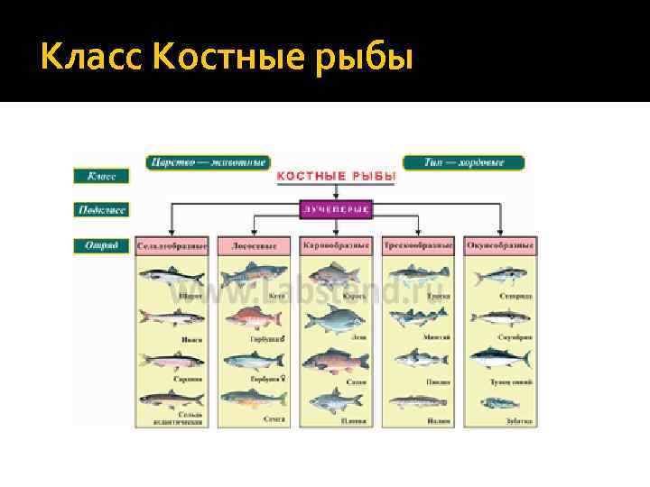 Дополните схему классификации рыб по температуре в толще мышц