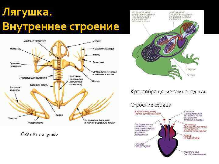 Схема строения земноводных