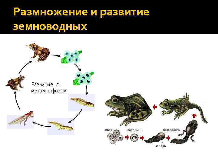 Размножение и развитие земноводных. Размножение с метаморфозом. Развитие с метаморфозом у рыб. Черепахи развитие с метаморфозом
