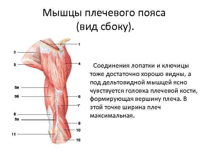 Плечевые мышцы руки