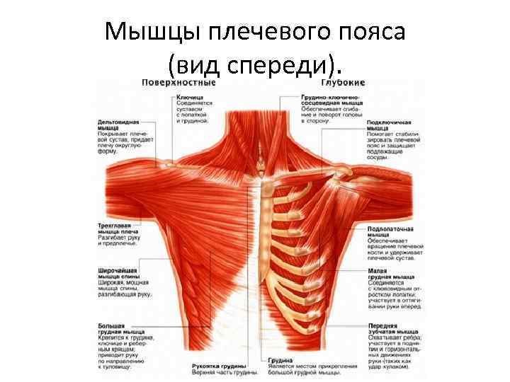 Мышцы плечевого пояса (вид спереди). 