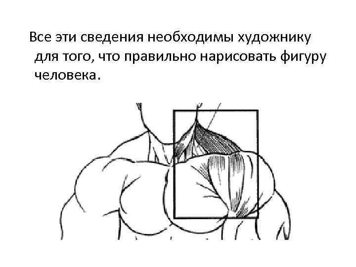  Все эти сведения необходимы художнику для того, что правильно нарисовать фигуру человека. 