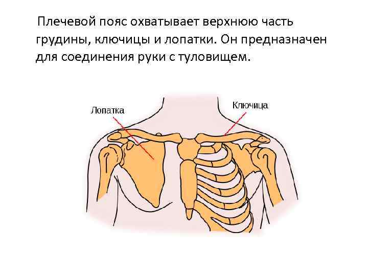 Схема плечевого пояса