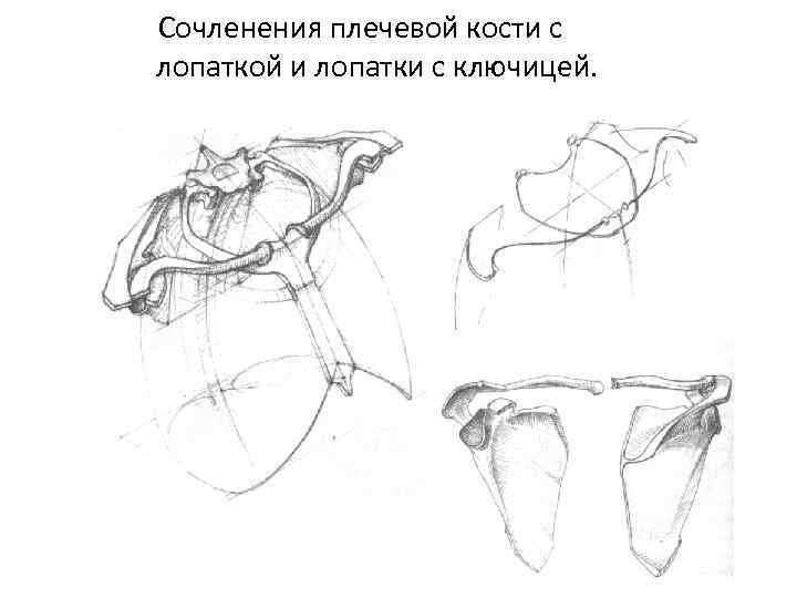  Сочленения плечевой кости с лопаткой и лопатки с ключицей. 