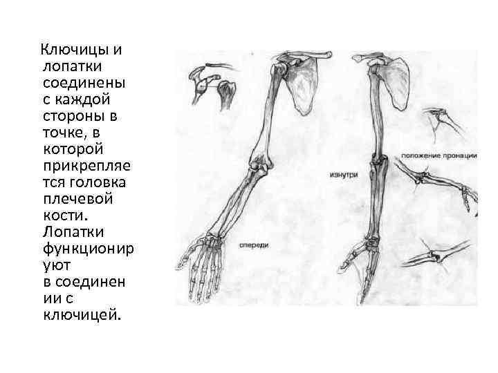 Скелет плечевого пояса. Ключица схема. Соединение ключицы и лопатки. Ключица соединена с. Кости плечевого пояса рыб.