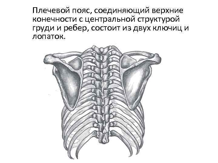 Рисунок плечевого пояса