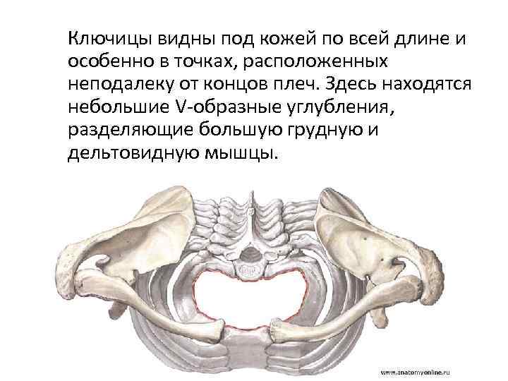  Ключицы видны под кожей по всей длине и особенно в точках, расположенных неподалеку