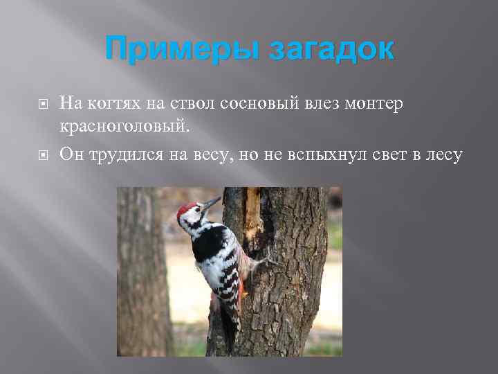 Примеры загадок На когтях на ствол сосновый влез монтер красноголовый. Он трудился на весу,