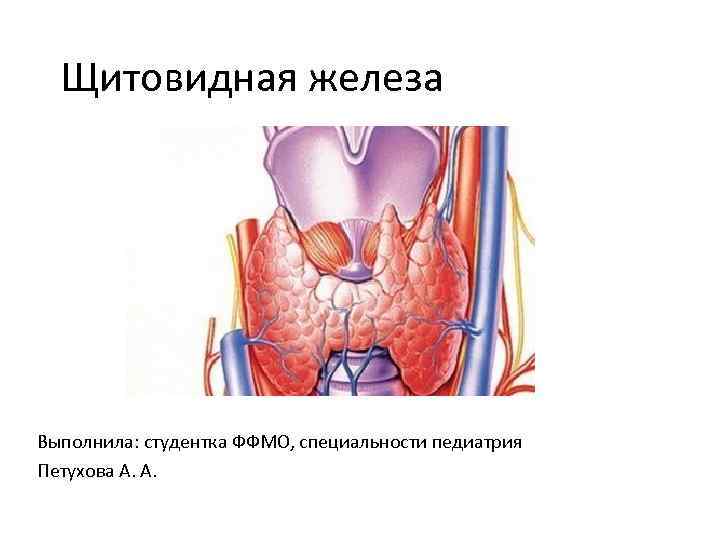 Щитовидная железа Выполнила: студентка ФФМО, специальности педиатрия Петухова А. А. 