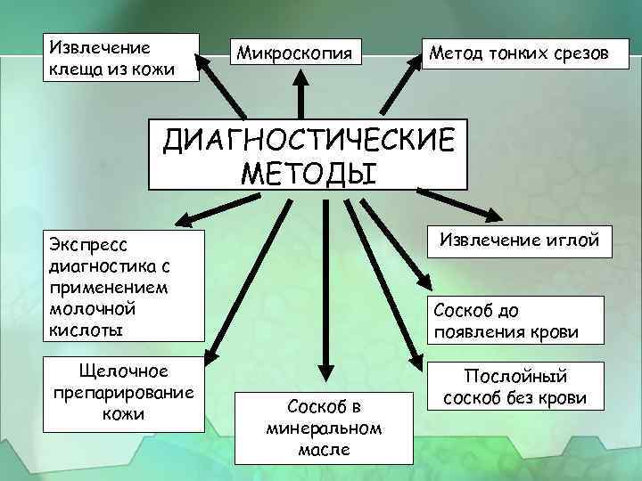 Извлечение клеща из кожи Микроскопия Метод тонких срезов ДИАГНОСТИЧЕСКИЕ МЕТОДЫ Извлечение иглой Экспресс диагностика