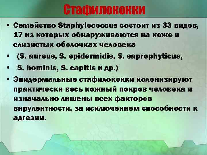 Стафилококки • Семейство Staphylococcus состоит из 33 видов, 17 из которых обнаруживаются на коже