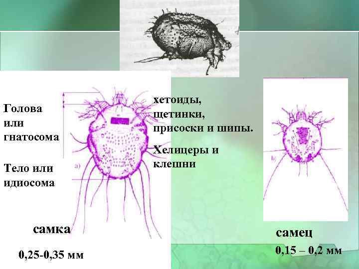 Голова или гнатосома Тело или идиосома самка 0, 25 -0, 35 мм хетоиды, щетинки,