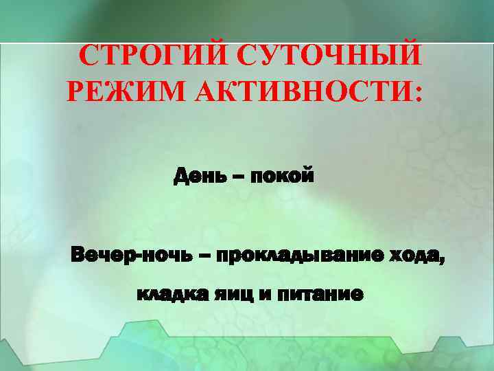 СТРОГИЙ СУТОЧНЫЙ РЕЖИМ АКТИВНОСТИ: День – покой Вечер-ночь – прокладывание хода, кладка яиц и