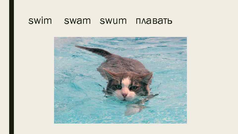 swim swam swum плавать 