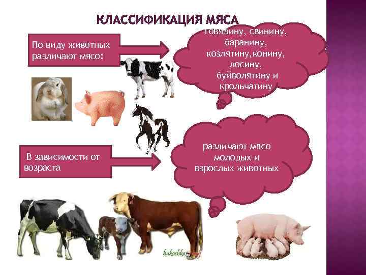 Классификация мяса схема