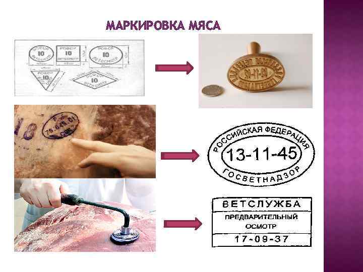 Клеймо говядины. Маркировка мяса клеймо. Образцы ветеринарные клейма и штампы для клеймения мяса. Товароведческие клейма на мясо. Ветеринарное клеймо на мясе.