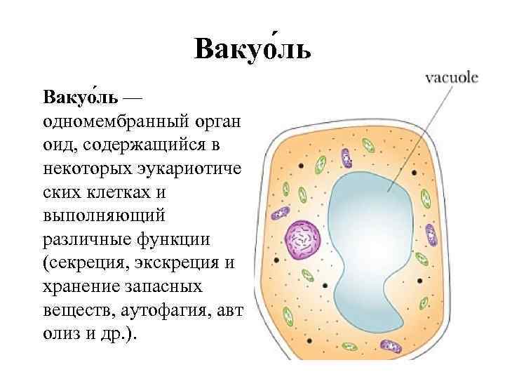 Вакуо ль — одномембранный орган оид, содержащийся в некоторых эукариотиче ских клетках и выполняющий